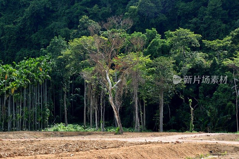 泰国Ao Khanom郁郁葱葱的热带植被